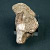 Halisaurus walkeri