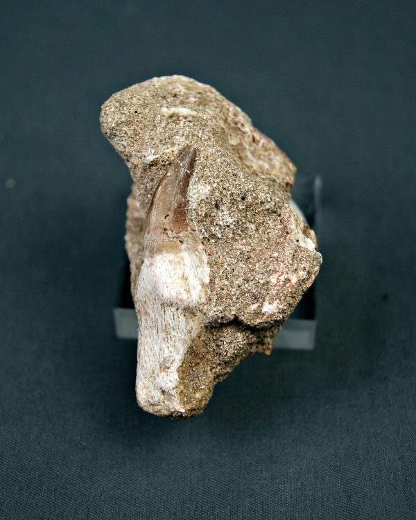 Halisaurus walkeri