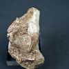 Halisaurus walkeri