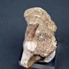 Halisaurus walkeri