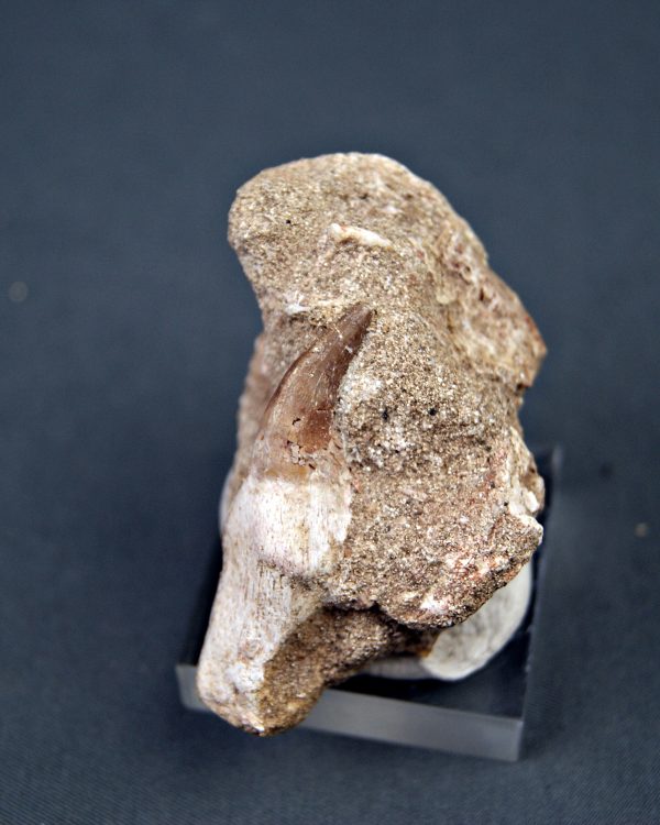 Halisaurus walkeri