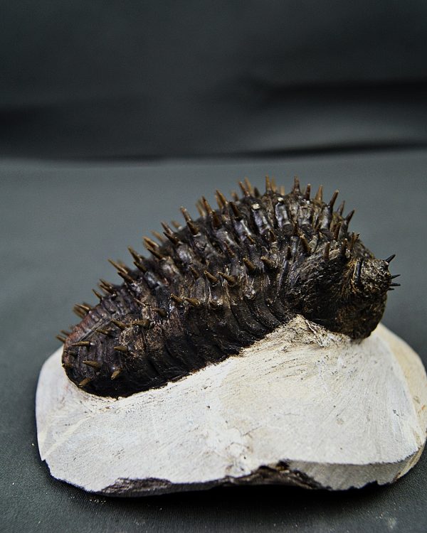 Drotops armatus Trilobite Drotops armatus