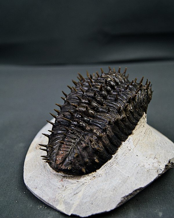 Drotops armatus Trilobite Drotops armatus