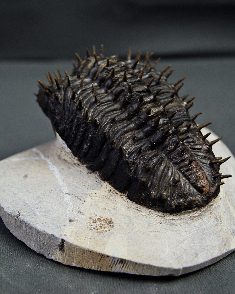 Trilobite Drotops armatus