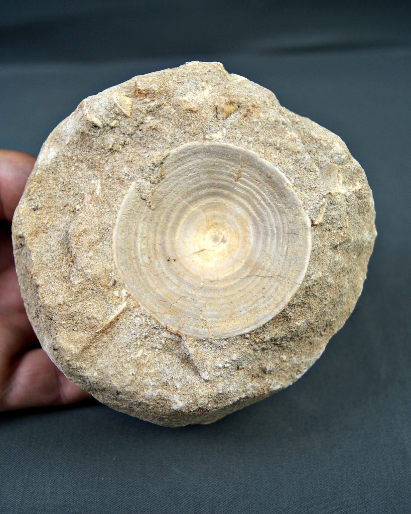 Vértebra de Otodus obliquus