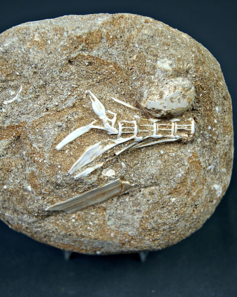 Enchodus lybicus