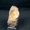 Vértebra de Otodus obliquus