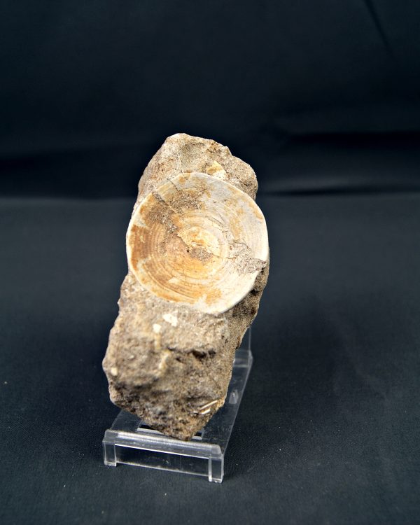 Vértebra de Otodus obliquus