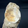 Vértebra de Otodus obliquus