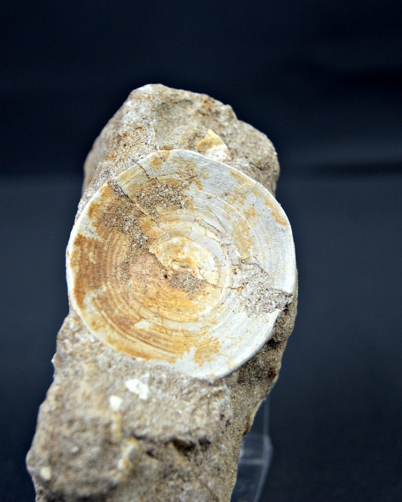 Vértebra de Otodus obliquus