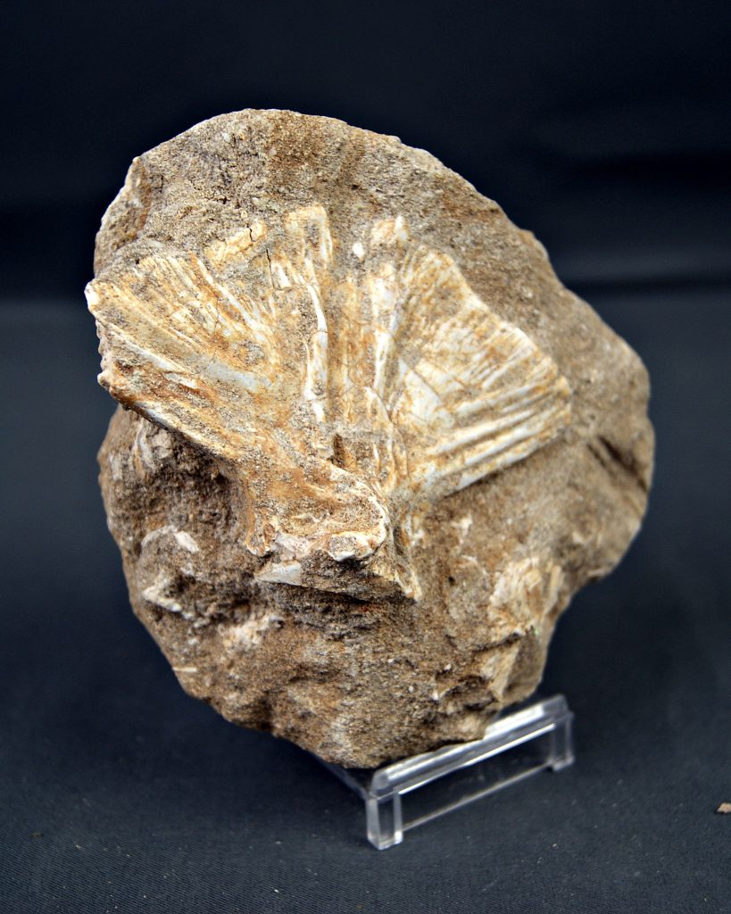 Enchodus libycus