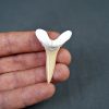 Scapanorhynchus rapax Scapanorhynchus rapax