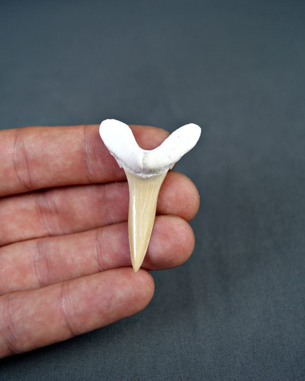 Scapanorhynchus rapax Scapanorhynchus rapax