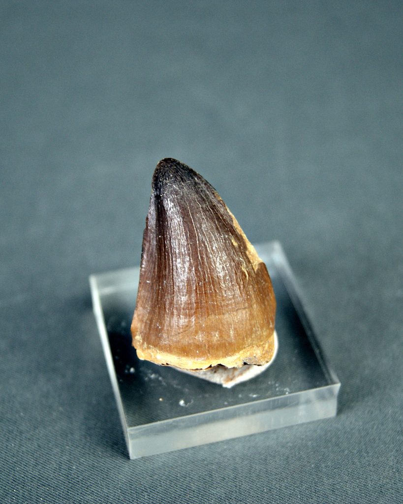 Thalassotitan atrox