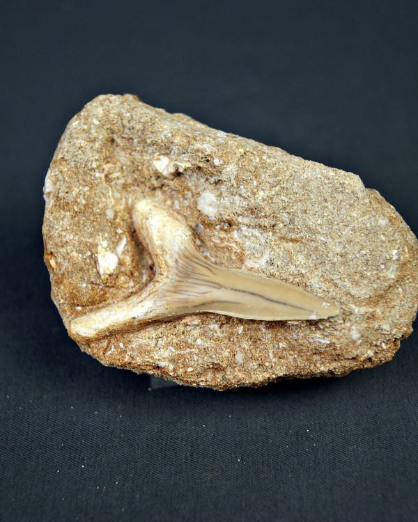 Scapanorhynchus rapax Scapanorhynchus rapax