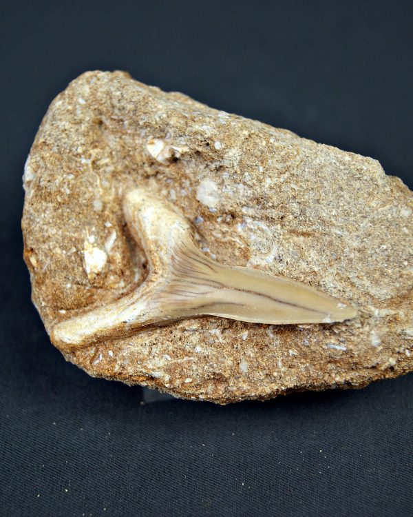 Scapanorhynchus rapax Scapanorhynchus rapax