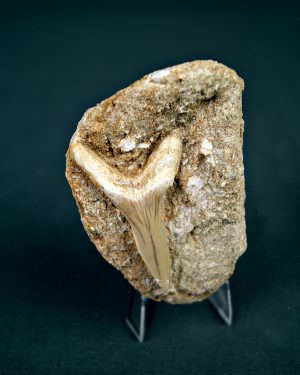 Scapanorhynchus rapax Scapanorhynchus rapax