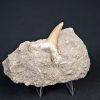 Scapanorhynchus rapax