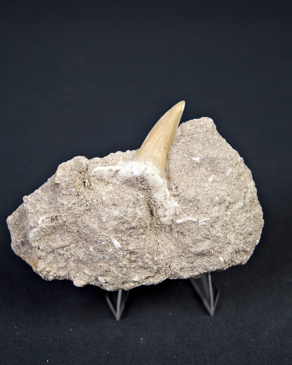 Scapanorhynchus rapax