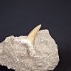 Scapanorhynchus rapax