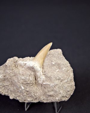 Scapanorhynchus rapax