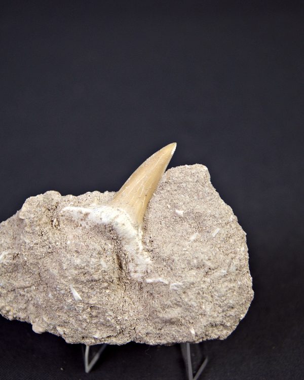 Scapanorhynchus rapax