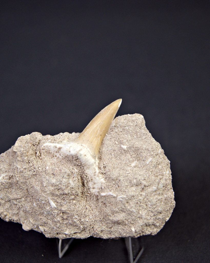 Scapanorhynchus rapax