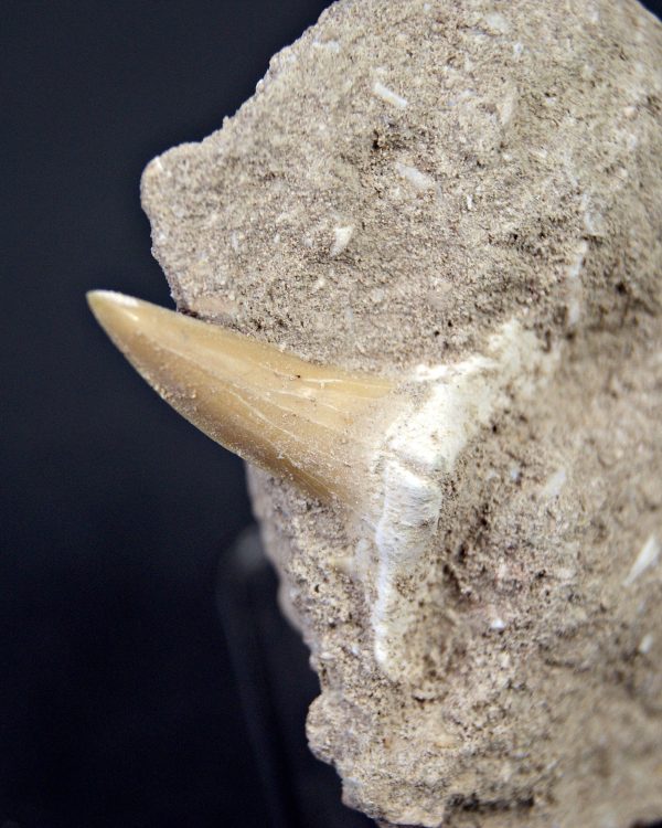 Scapanorhynchus rapax