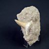 Scapanorhynchus rapax