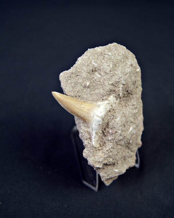 Scapanorhynchus rapax