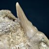 SONY DSC Scapanorhynchus rapax