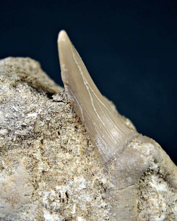 SONY DSC Scapanorhynchus rapax