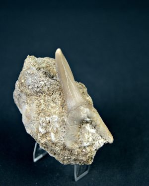 SONY DSC Scapanorhynchus rapax
