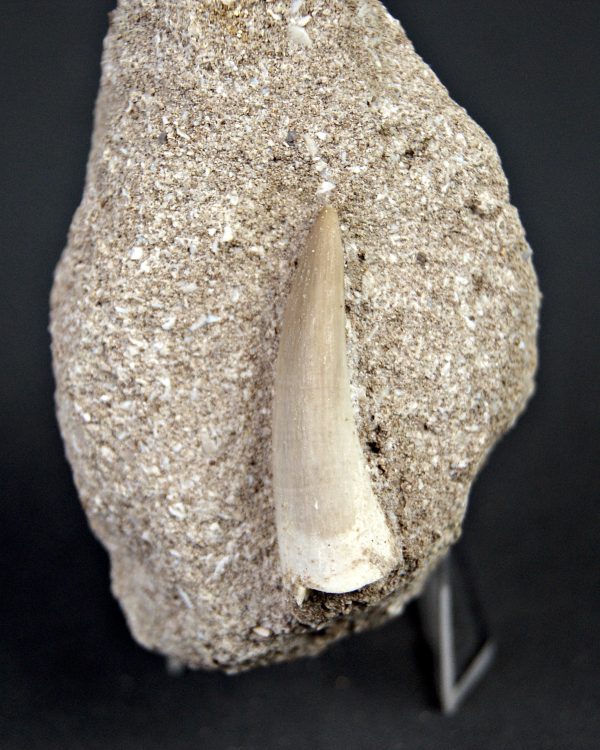 Plesiosaurio