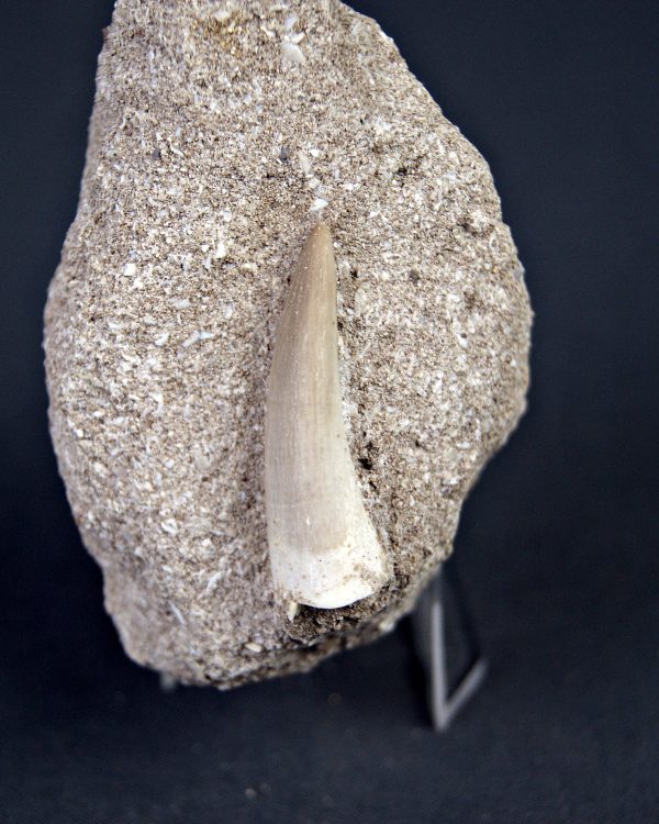 Plesiosaurio