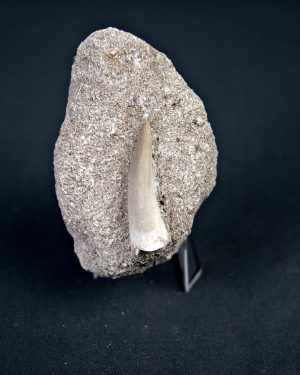 Plesiosaurio