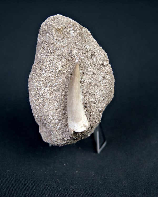 Plesiosaurio