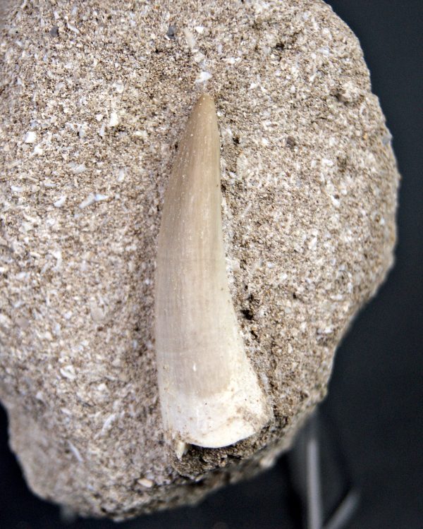 Plesiosaurio