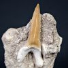 Scapanorhynchus rapax