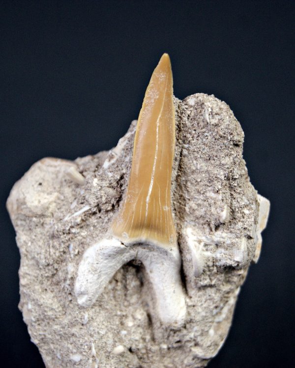 Scapanorhynchus rapax