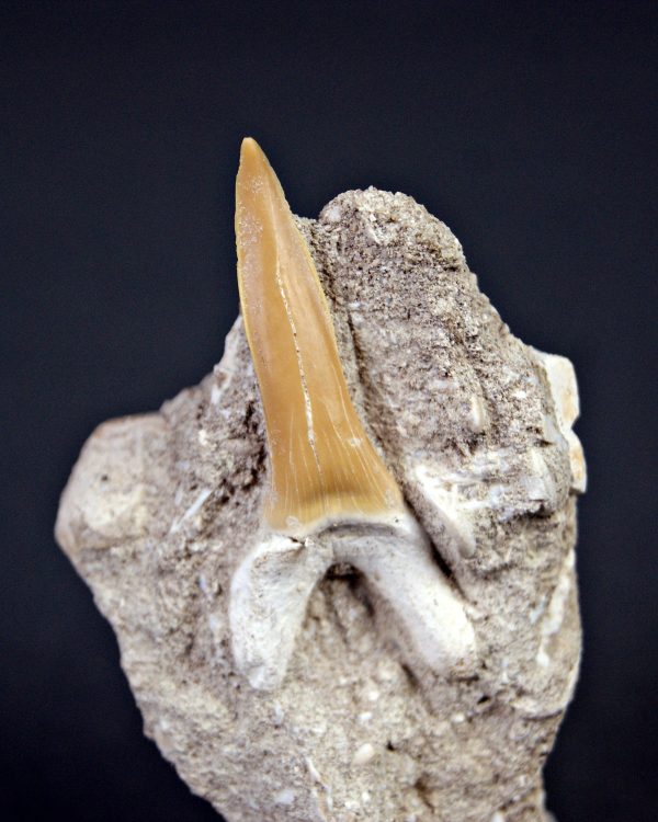 Scapanorhynchus rapax