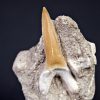 Scapanorhynchus rapax