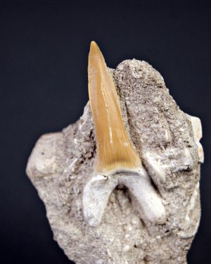 Scapanorhynchus rapax