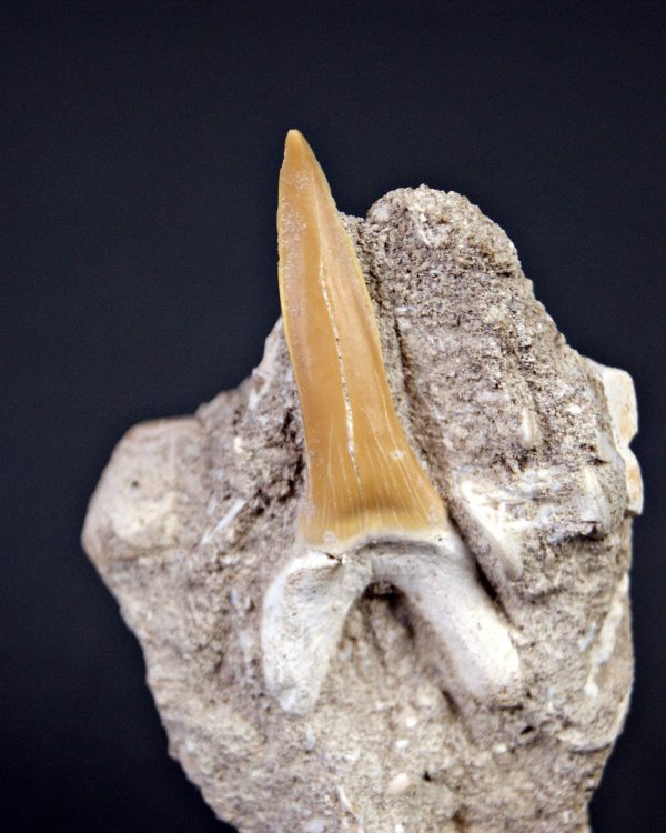 Scapanorhynchus rapax