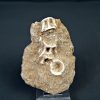 Esqueleto parcial de Enchodus libycus