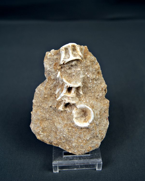 Esqueleto parcial de Enchodus libycus