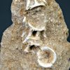 Esqueleto parcial de Enchodus libycus