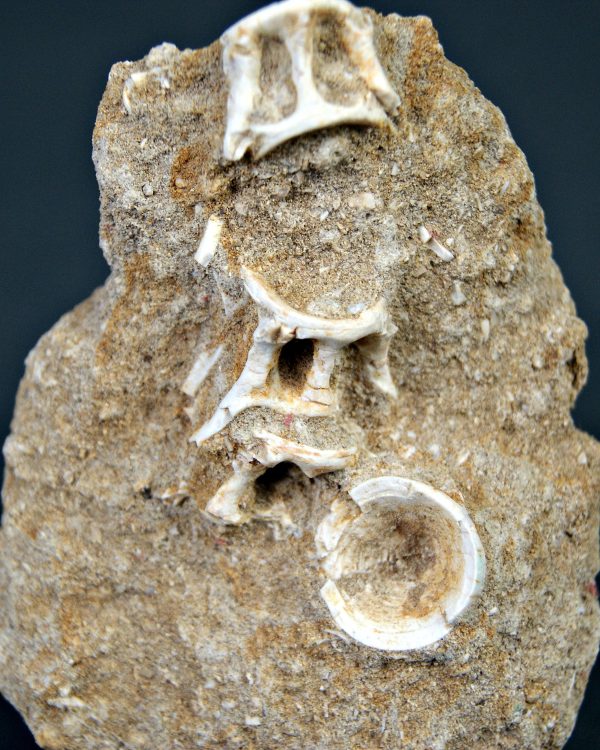 Esqueleto parcial de Enchodus libycus