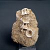 Esqueleto parcial de Enchodus libycus