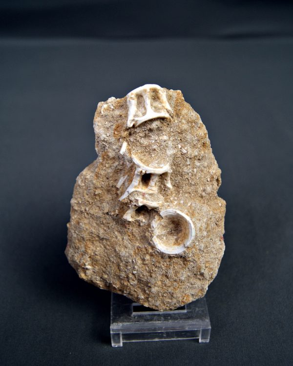 Esqueleto parcial de Enchodus libycus